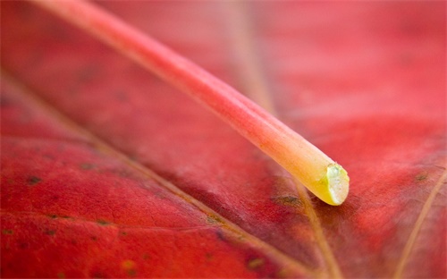 上游传感器是指哪个,上游NOX传感器
