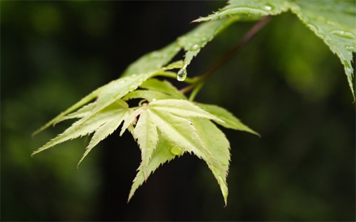 四线制称重传感器接线颜色区别,搅拌站称重传感器接线图四线