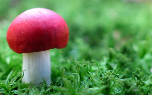 热电偶行业排名榜,铂铑丝热电偶图片